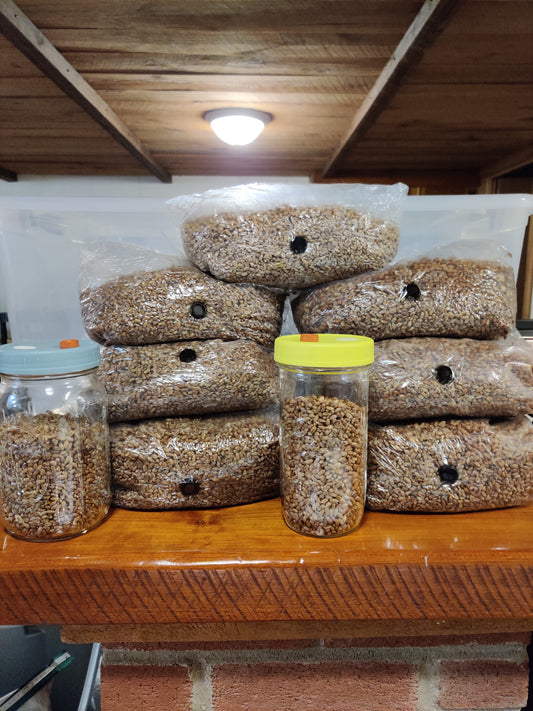 7lb Fruiting Blocks